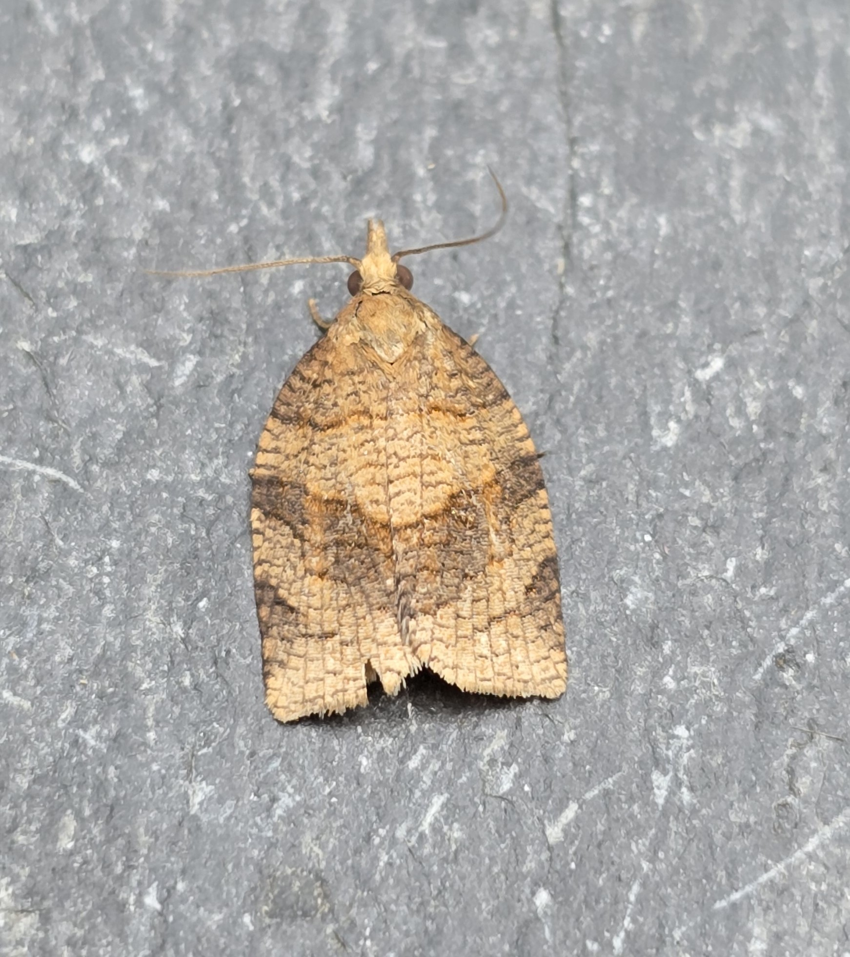 Photo of Thicket Twist (Pandemis dumetana)